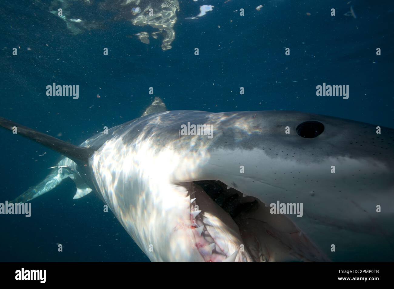 Nahaufnahme eines großen weißen Hais (Carcharodon carcharias) mit offenem Mund, der seine scharfen Zähne zeigt. Haie benutzen ihre Zähne, die bis zu 15... Stockfoto