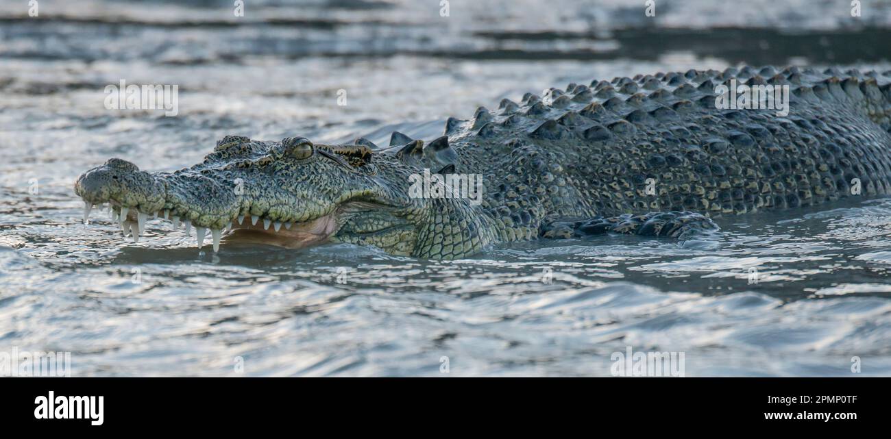 Salzwasserkrokodil (Crocodylus porosus) zeigt seine Zähne im Hunter River, Western Australia; Kimberley Region, Australien Stockfoto