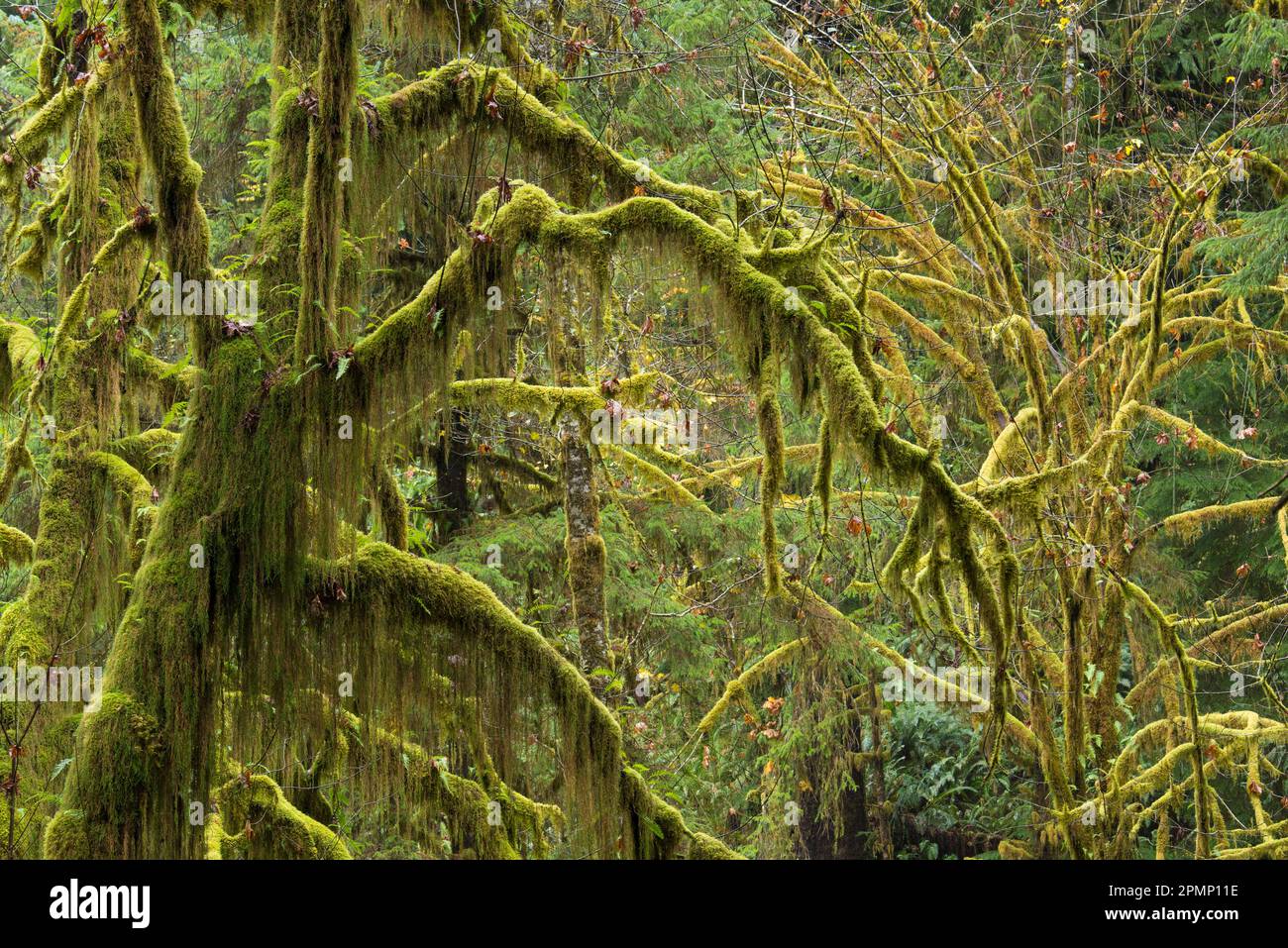 Moosbedeckte Bäume im Hall of Mosses Trail im Hoh Rainforest des Olympic National Park, Washington, USA; Washington, USA Stockfoto