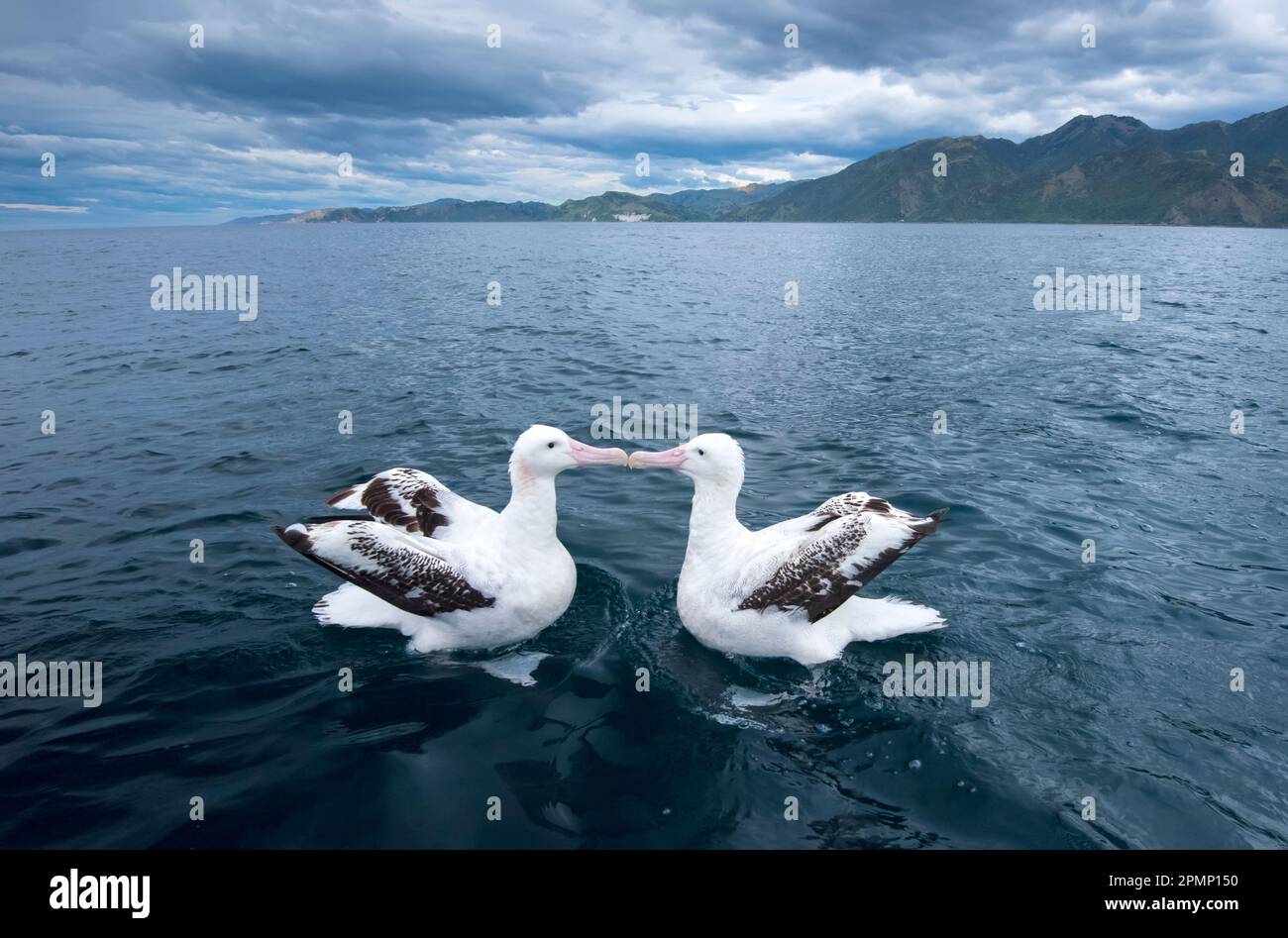 Ein Paar Wanderalbatros (Diomedea exulans), auch bekannt als der Snowy Albatros oder Weißflügelalbatros, zeigt Zuneigung im Wasser vor dem coa... Stockfoto