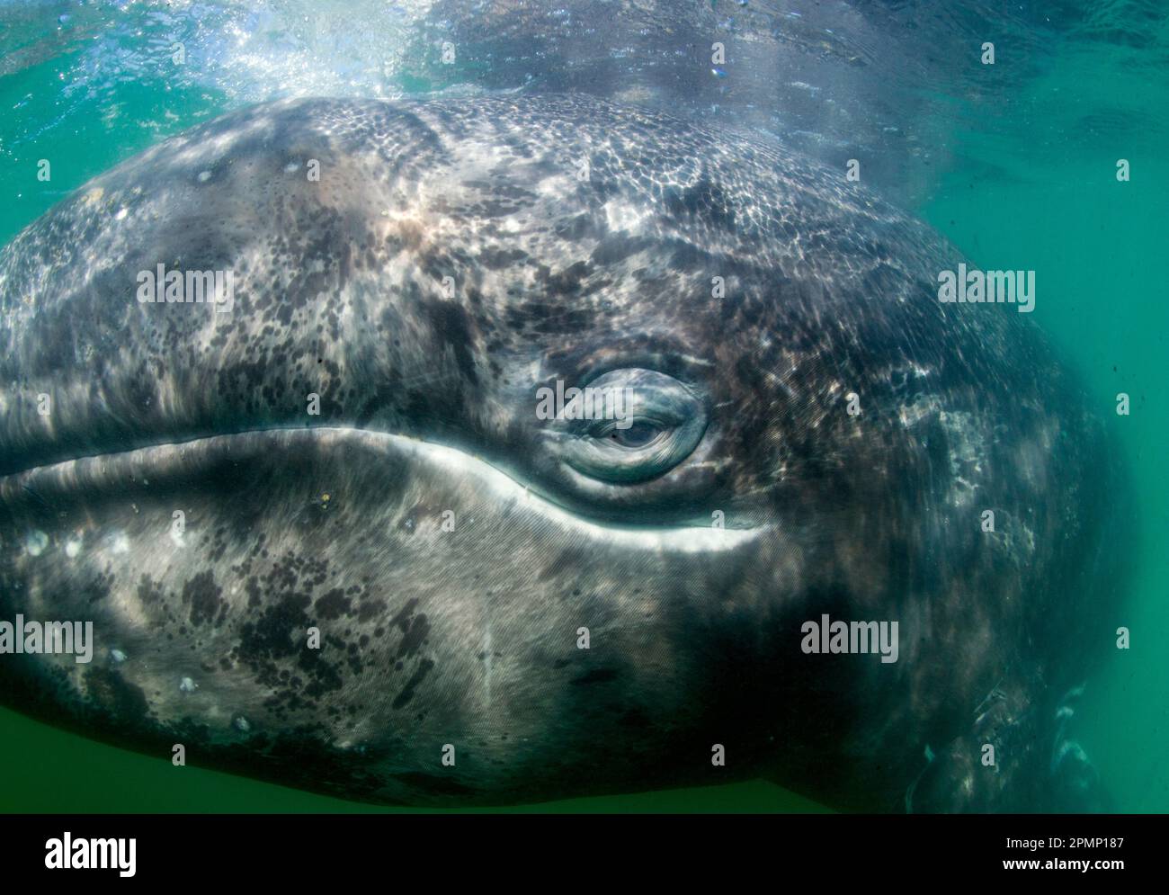 Nahaufnahme des Gesichts eines Grauwals (Eschrichtius robustus); Mexiko Stockfoto