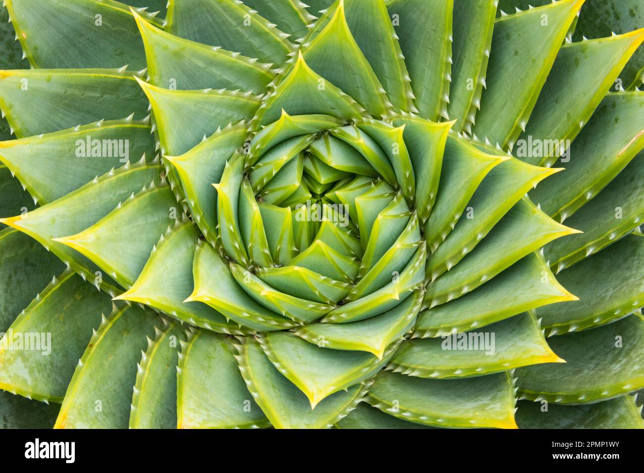 Muster einer Sukkulenten Pflanze, einer Spiralaloe (Aloe polyphylla); Kangaroo Island, Australien Stockfoto