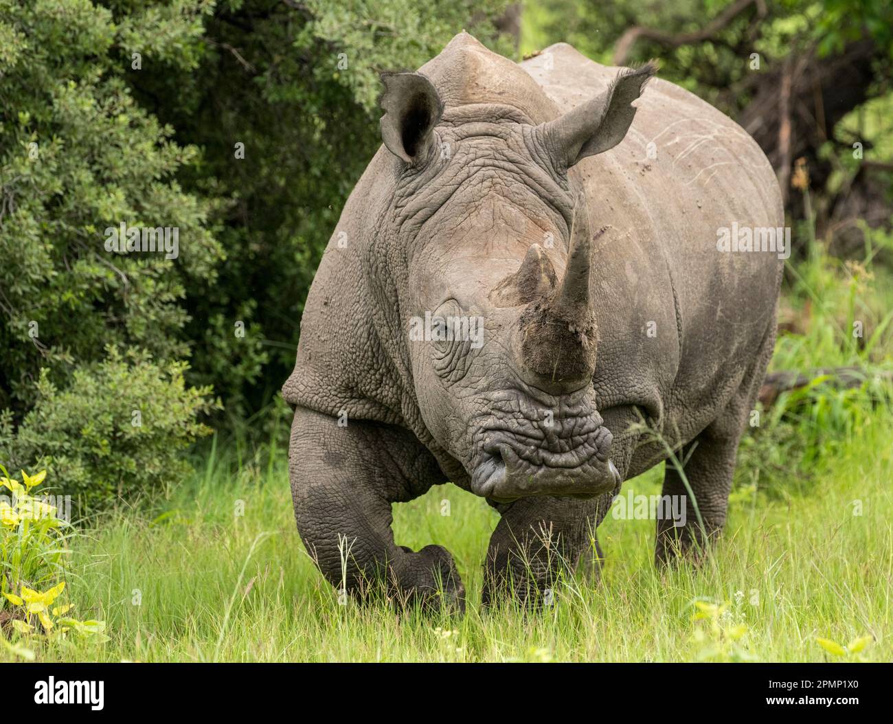 Porträt eines weißen Rhinozeros (Ceratotherium simum) im Okavango-Delta; Okavango-Delta, Botswana Stockfoto