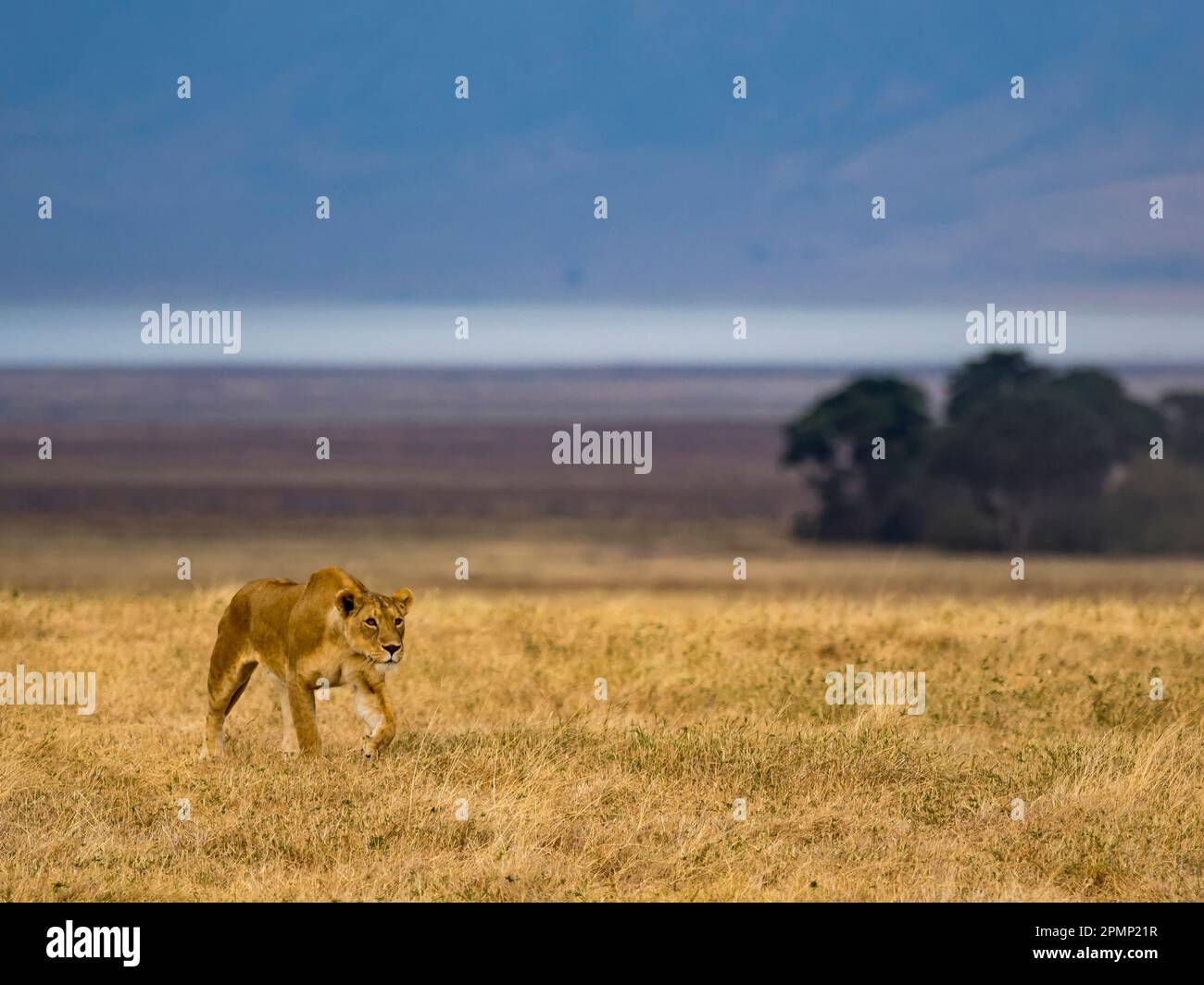 Weiblicher Löwe (Panthera leo) stielt Beute im Nordosten Tansanias; Ngorongoro-Krater, Region Arusha, Tansania Stockfoto