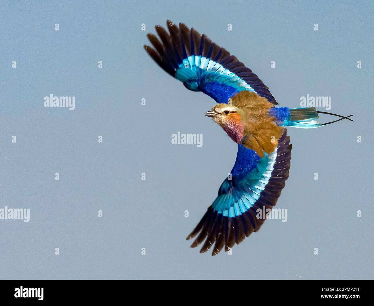 Fliederbrust im Flug (Coracias caudatus); Okaukuejo, Etosha Nationalpark, Kunene, Namibia Stockfoto