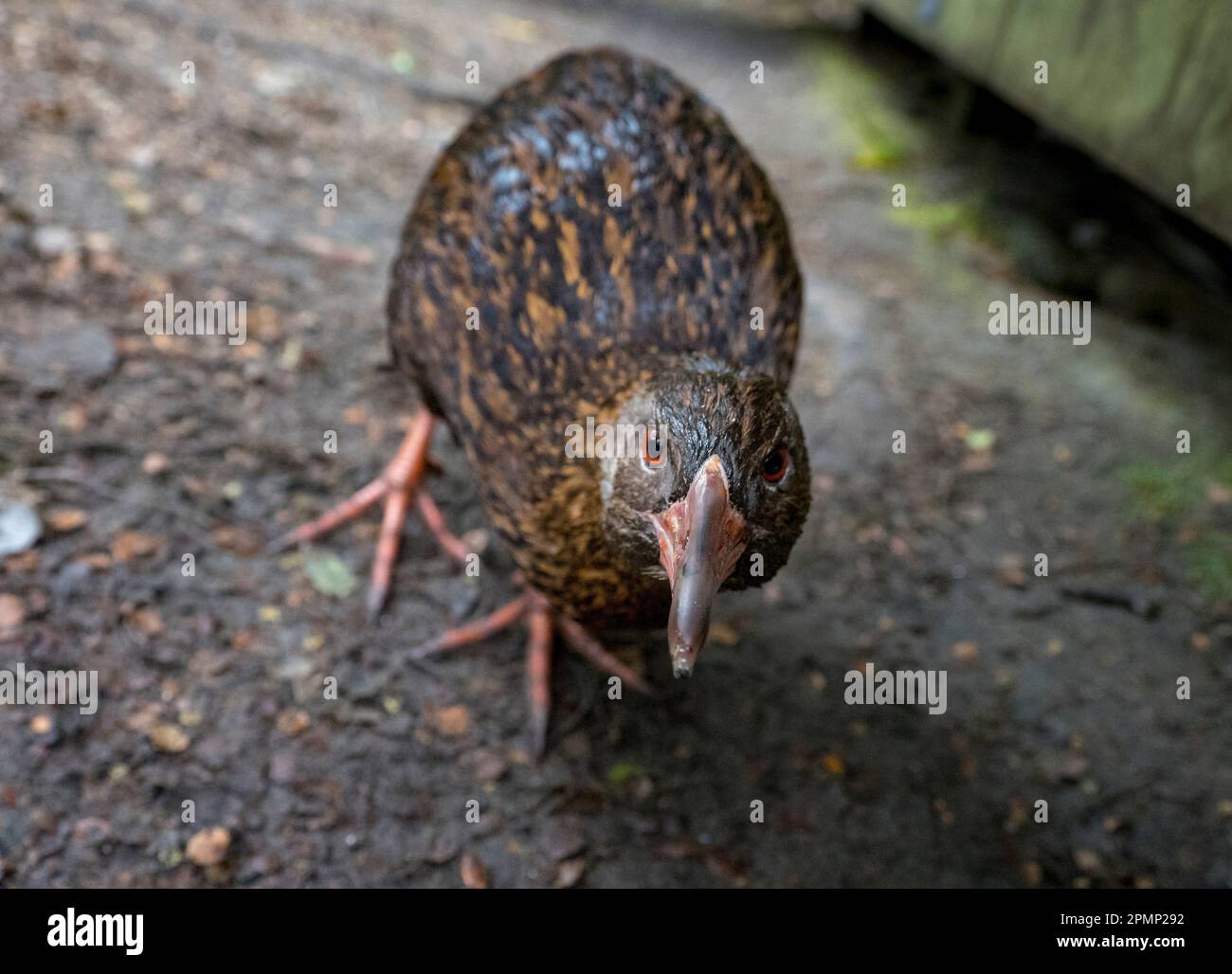 Erwachsener WEKA (Gallirallus australis), ein endemischer flugunfähiger Vogel, in einem Tierheim; Milford Sound, Milford Track, South Island, Neuseeland Stockfoto