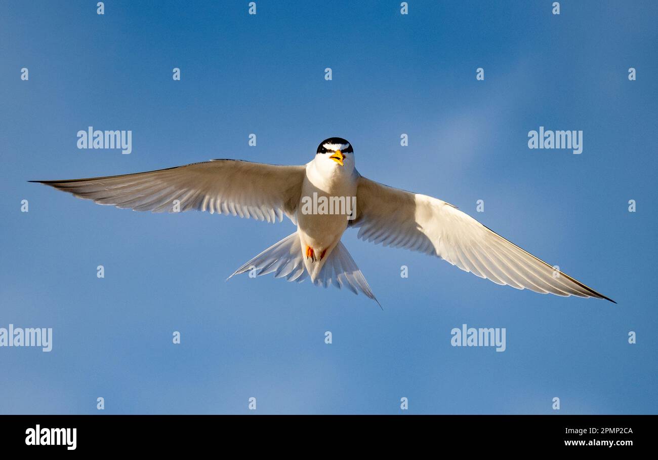 Am blauen Himmel im Flug; Watch Hill, East Beach, Rhode Island, Vereinigte Staaten von Amerika Stockfoto