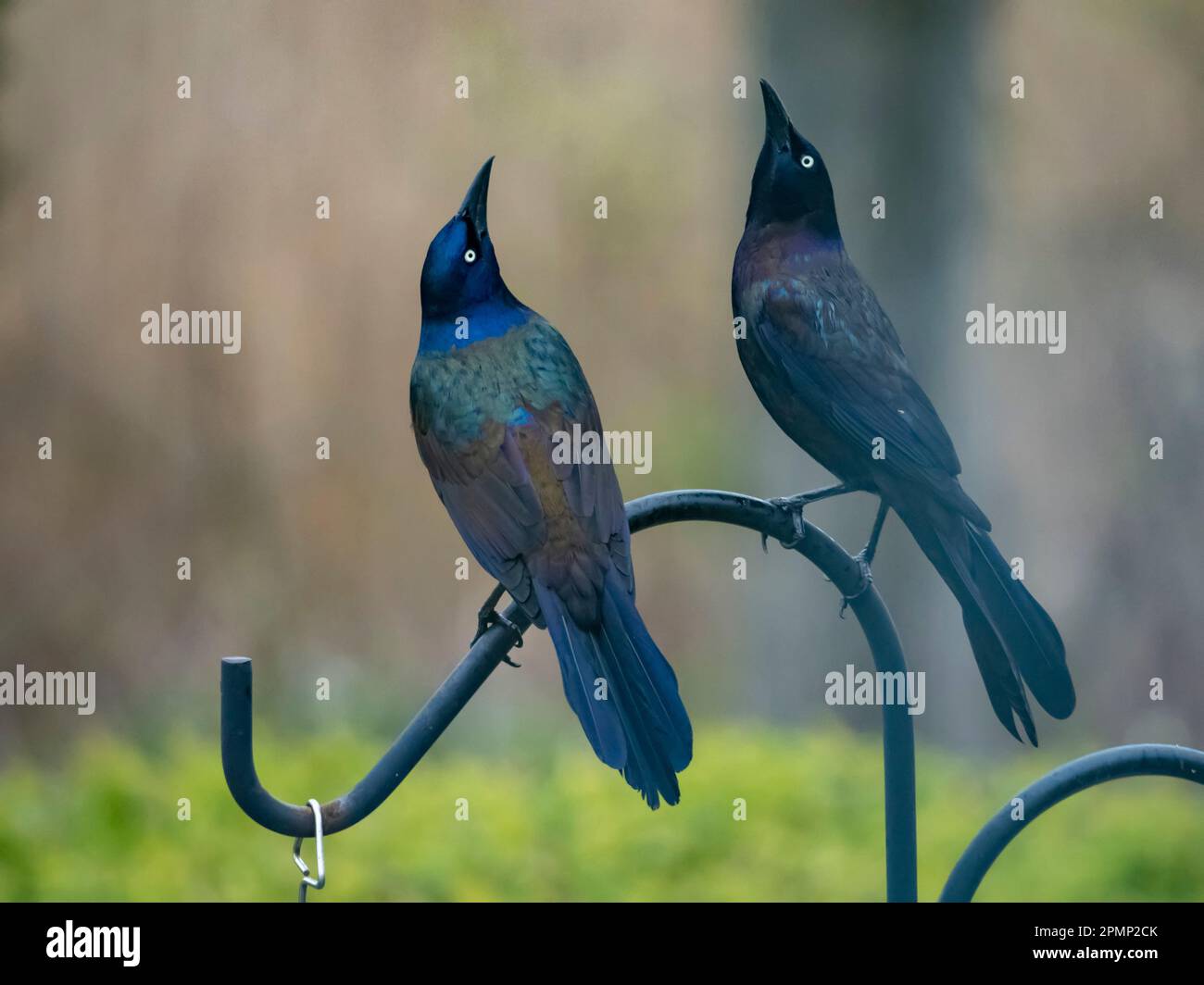 Paare von Gemeinen Grackles (Quiscalus quiscula) auf dem Futterplatz; Mystic, Connecticut, Vereinigte Staaten von Amerika Stockfoto