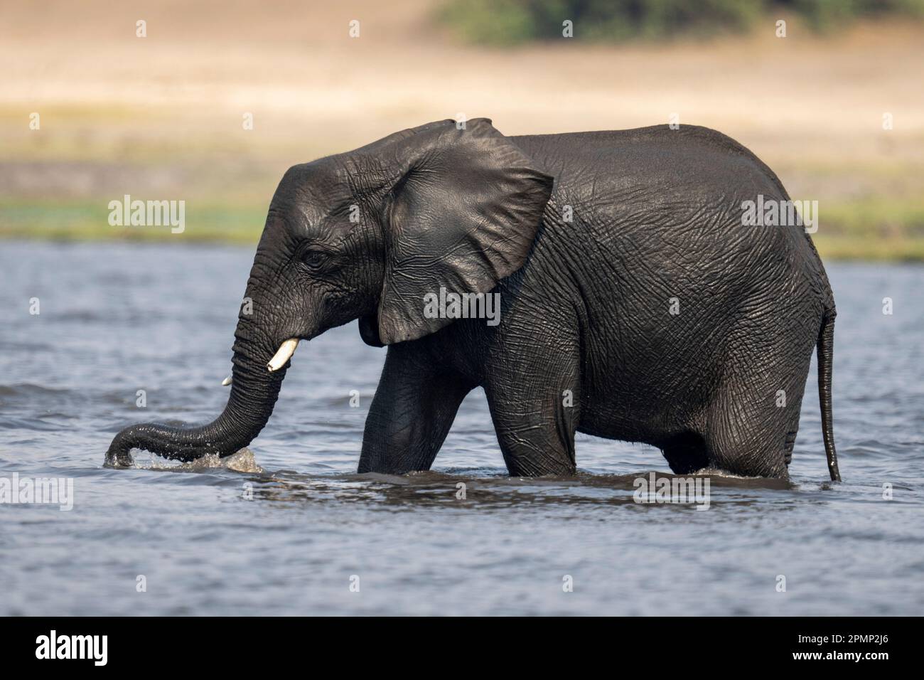 Afrikanische Buschelefantstände, Die Wasser Aufsaugen Stockbild