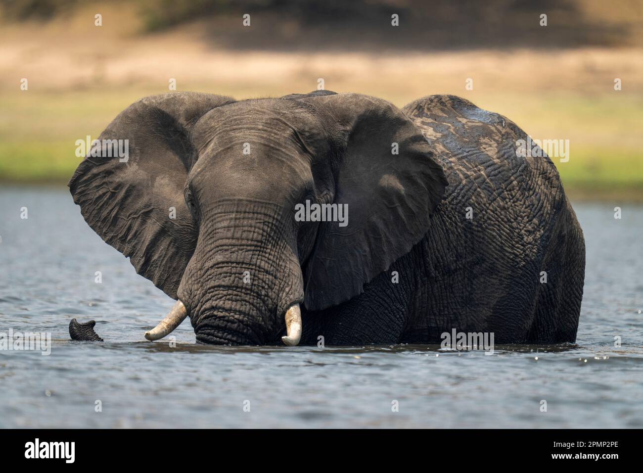 Afrikanischer Elefant (Loxodonta africana) steht im Chobe-Nationalpark, Chobe, Botswana Stockfoto