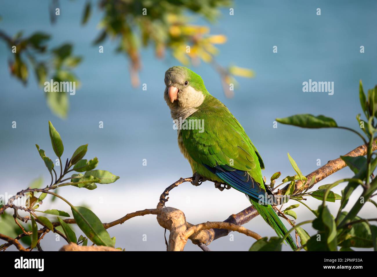 Mönchssittich. Myiopsitta monachus. Grüner tropischer Papageienvogel bei Sonnenuntergang zur goldenen Stunde. In der Wildnis, die Brandung des Atlantischen Ozeans im Hintergrund. Stockfoto