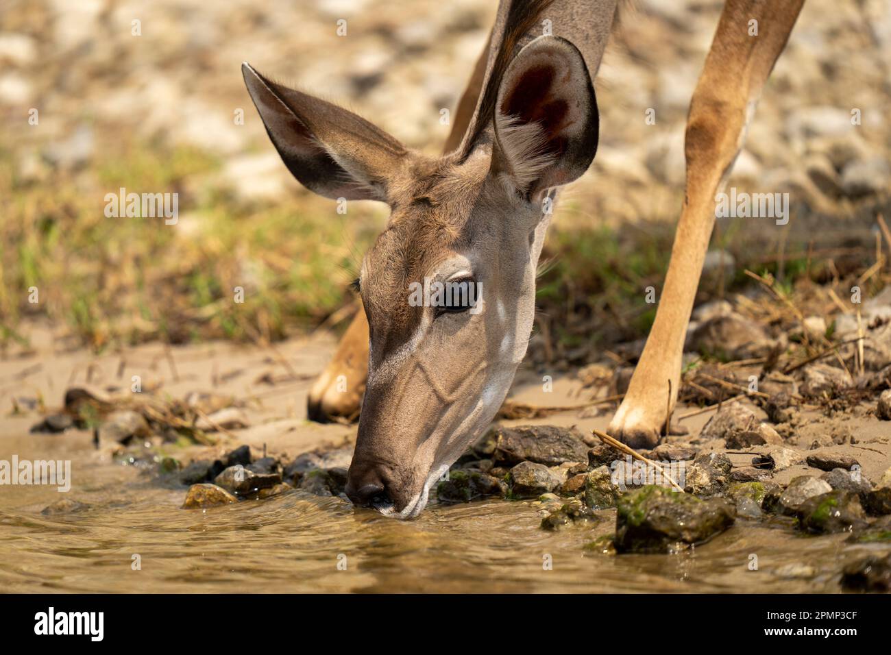 Nahaufnahme einer weiblichen Großkudu (Tragelaphus strepsiceros), die Wasser im Chobe-Nationalpark in Chobe, Botswana, sammelt Stockfoto
