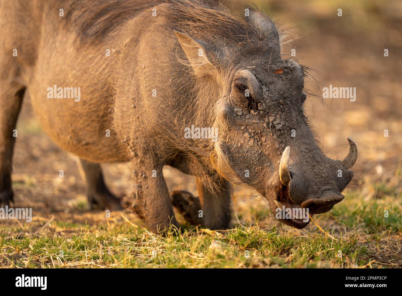 Nahaufnahme des weiblichen Warzenschweins (Phacochoerus africanus), das den Mund im Chobe-Nationalpark öffnet; Chobe, Botswana Stockfoto