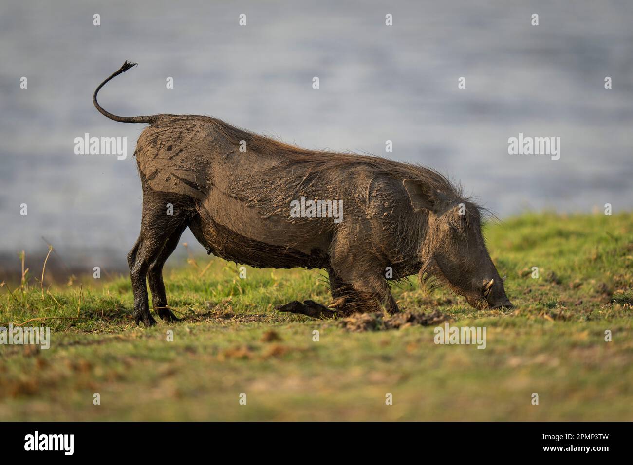 Das weibliche Warzenschwein (Phacochoerus africanus) kniet im Chobe-Nationalpark, Chobe, Botswana, um Gras zu essen Stockfoto
