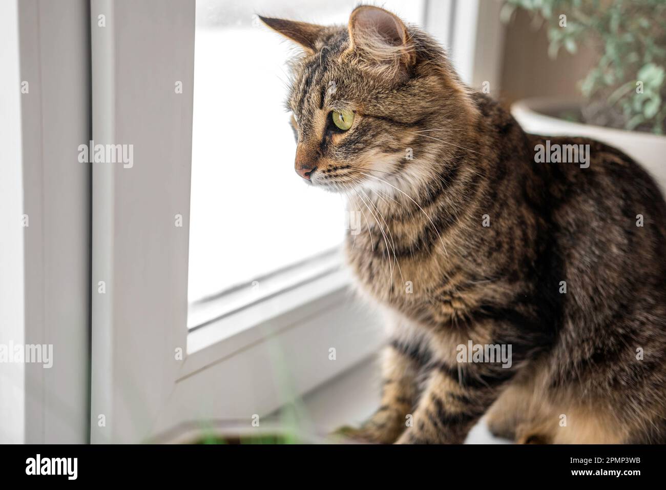 Zwei Katzen schauen durch das Fenster auf die Vögel. Hauskatzen wollen Vögel fangen, angreifen, Glas kratzen. Süßes Kätzchen, das auf dem Fensterbrett sitzt. Katze Stockfoto