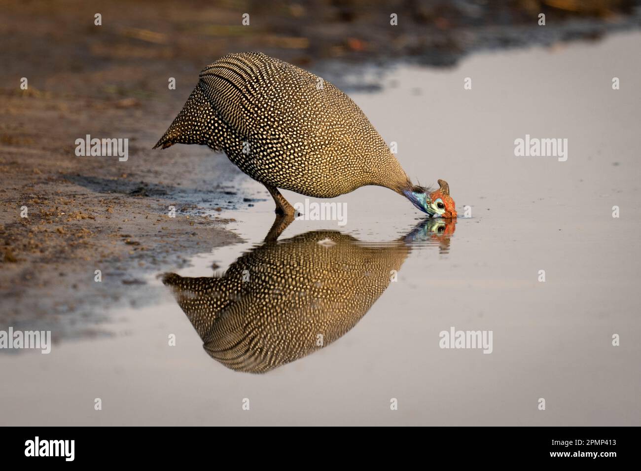 Helm-Guineafuhu (Numida meleagris) trinkt aus dem Fluss mit Spiegelbild im Wasser im Chobe-Nationalpark; Chobe, Botswana Stockfoto