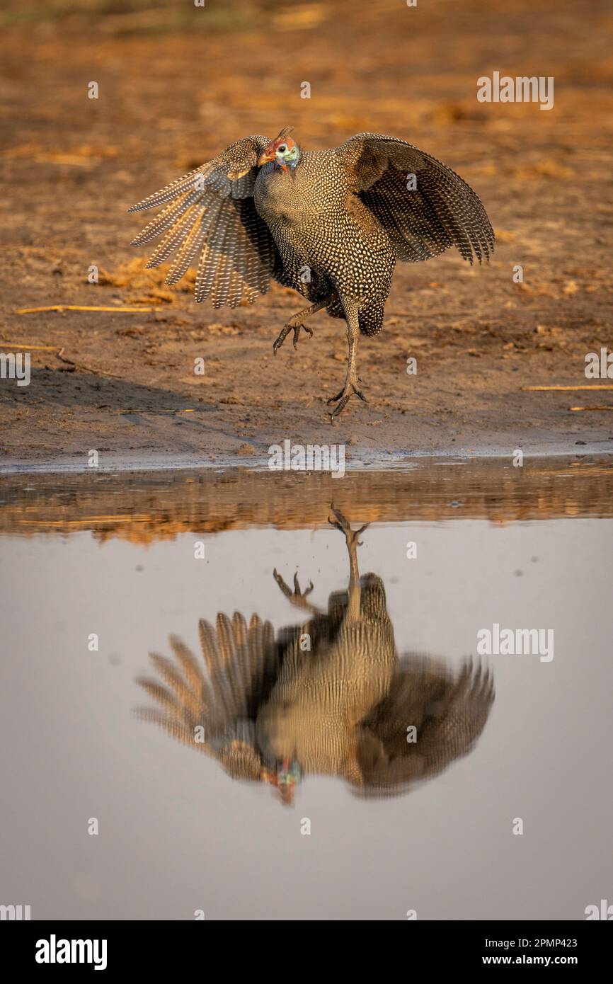 Helm-Guineafuhhhops (Numida meleagris) mit Spiegelreflektion im Wasser im Chobe-Nationalpark; Chobe, Botswana Stockfoto