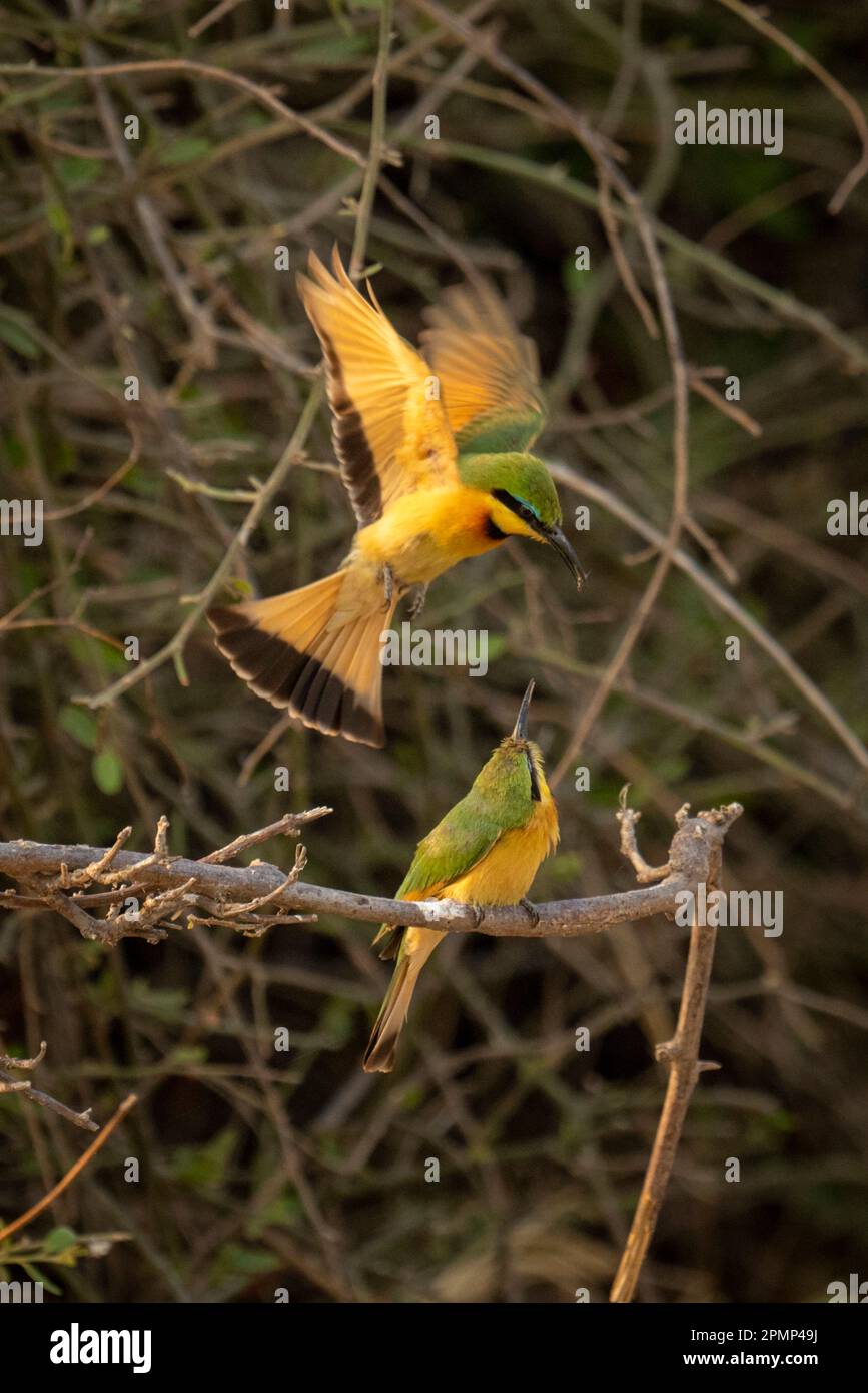 Der kleine Bienenfresser (Merops pusillus) fliegt hinunter, um im Chobe-Nationalpark, Chobe, Botswana, eine andere zu füttern Stockfoto