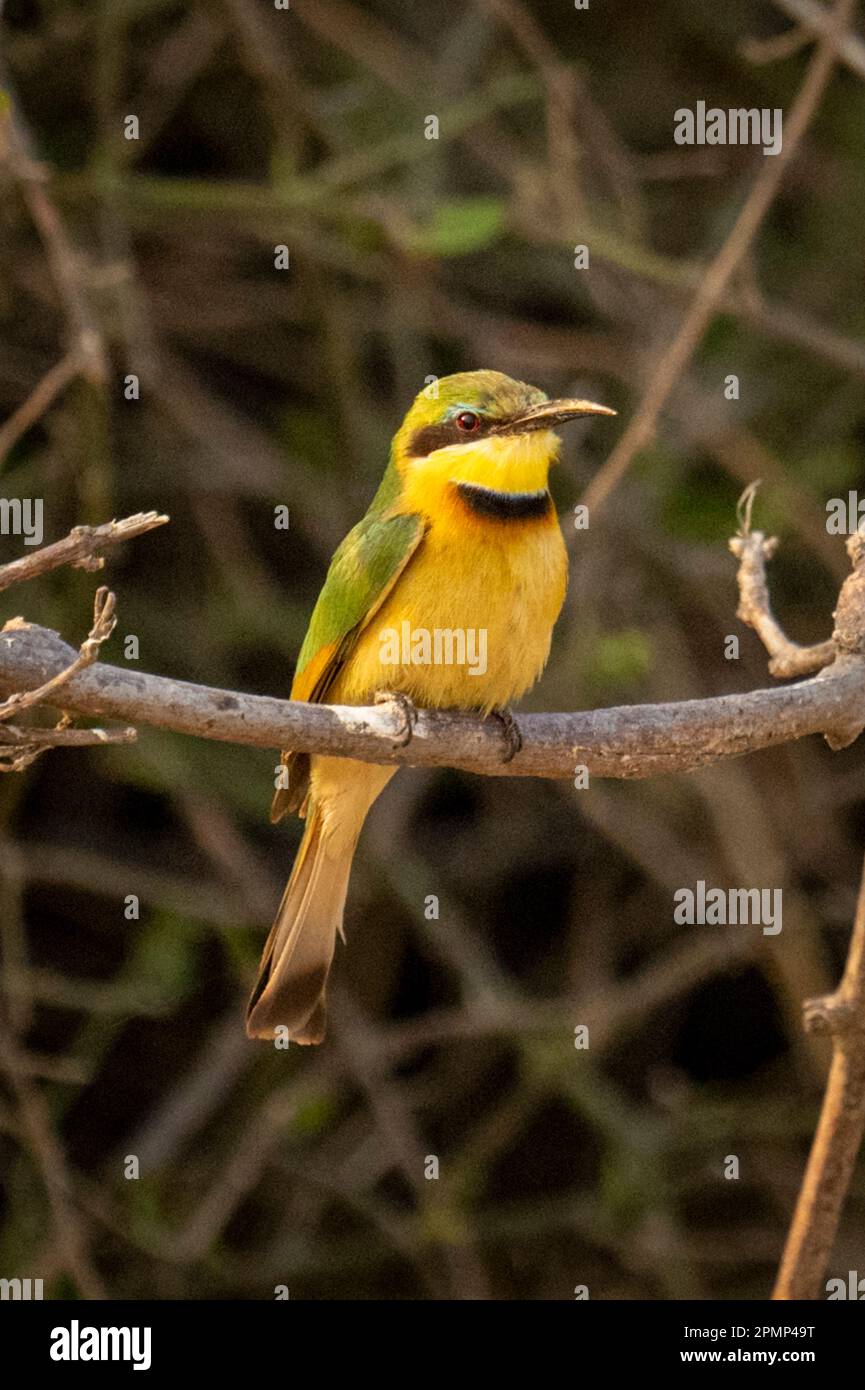 Der kleine Bienenfresser (Merops pusillus) sieht die Kamera von einem dünnen Zweig im Chobe-Nationalpark aus; Chobe, Botswana Stockfoto