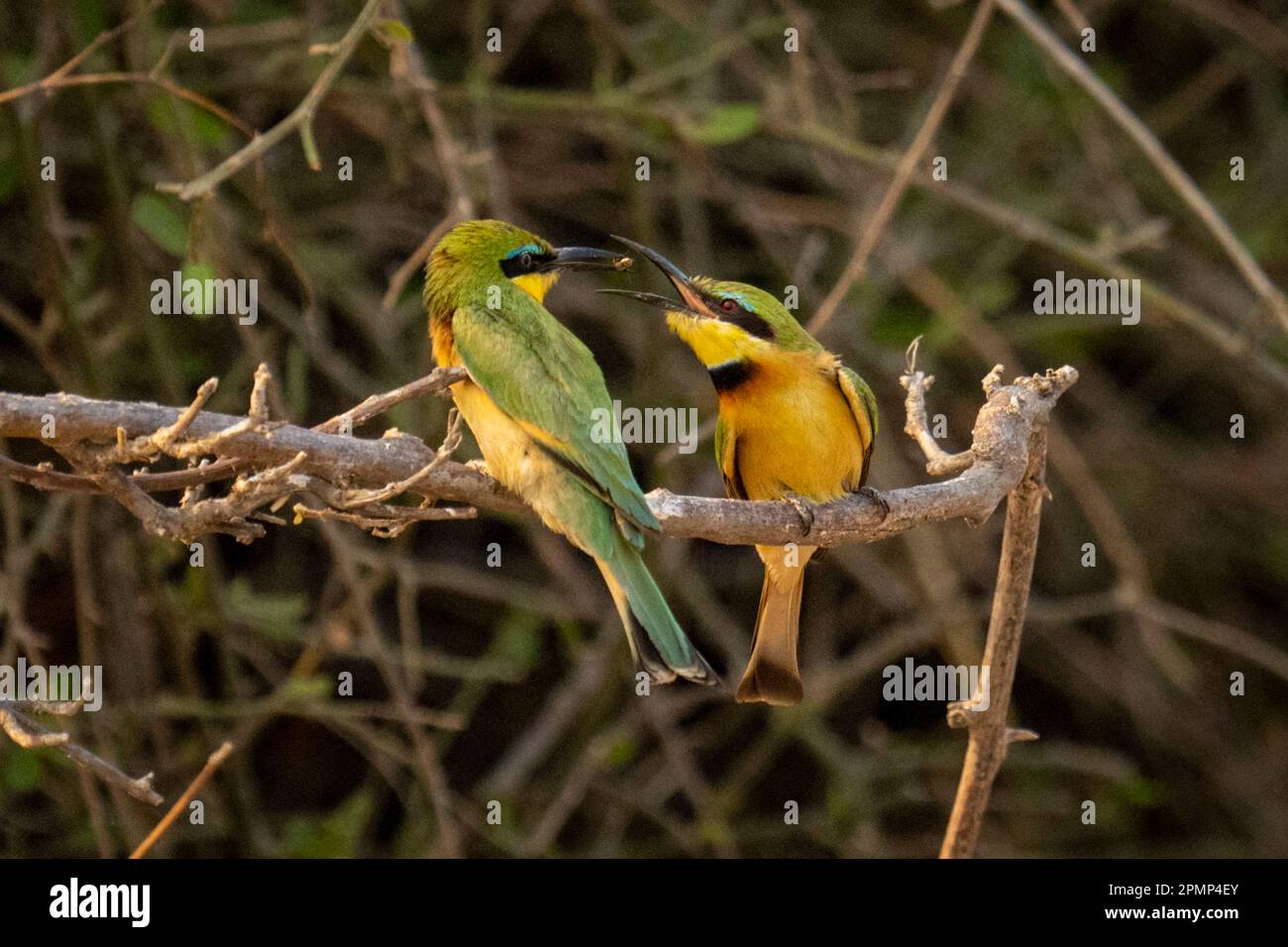 Männliche kleine Bienenfresser (Merops pusillus) fliegen zu Weibchen, während sie auf einem Zweig im Chobe-Nationalpark in Chobe, Botswana, sitzen Stockfoto