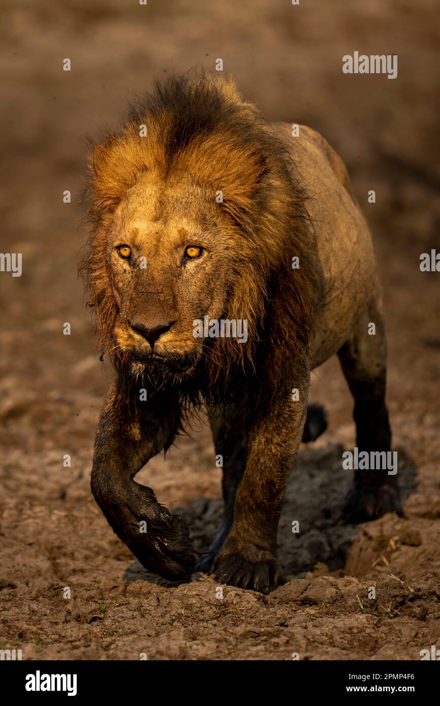 Männlicher Löwe (Panthera leo) spaziert auf einem schlammigen Fuß im Chobe National Park; Chobe, Botswana Stockfoto