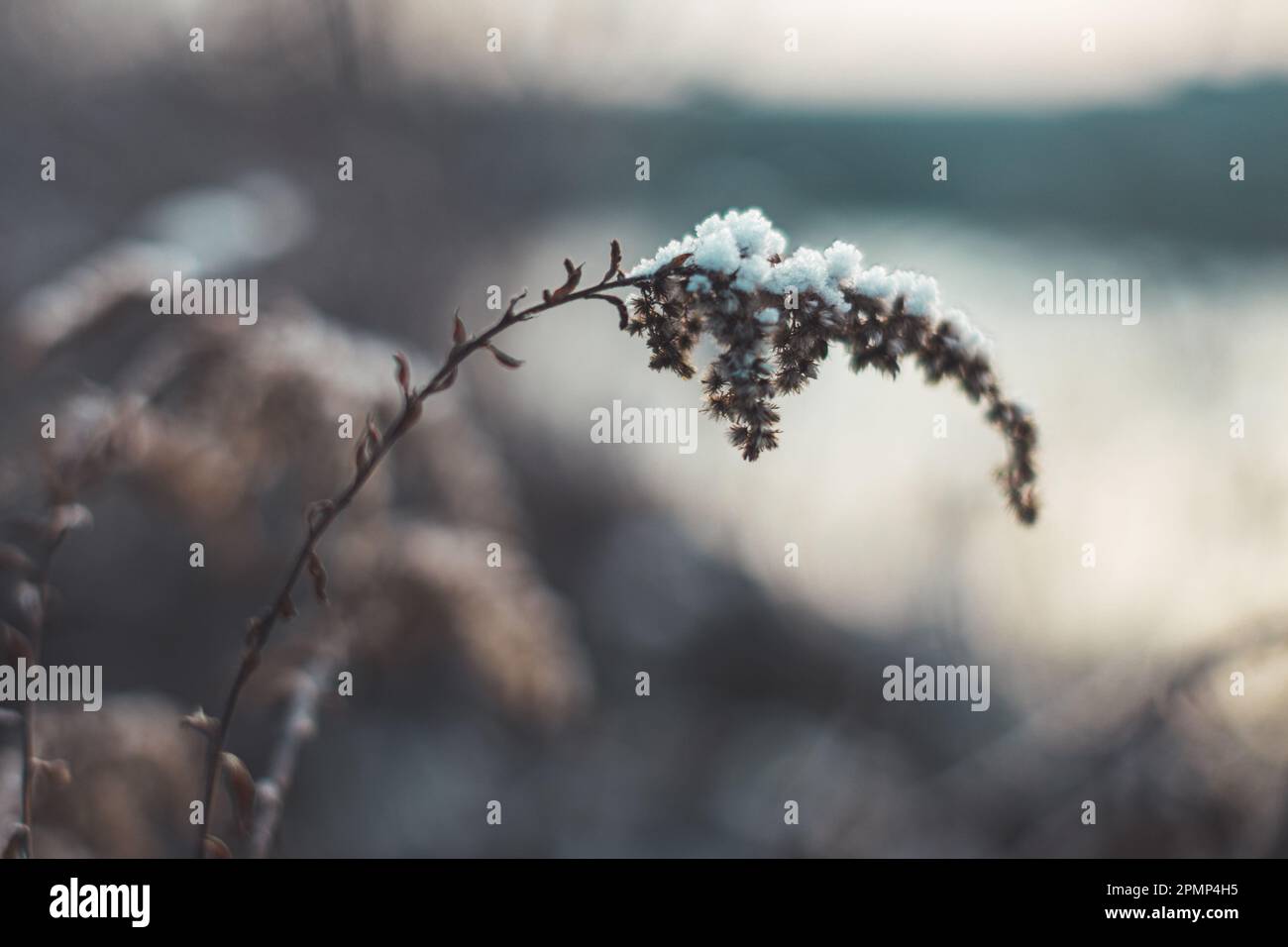 Nahaufnahme einer verwelkten, schneebedeckten Pflanze, die den Kontrast von Leben und Kälte in einer Winterszene zeigt Stockfoto