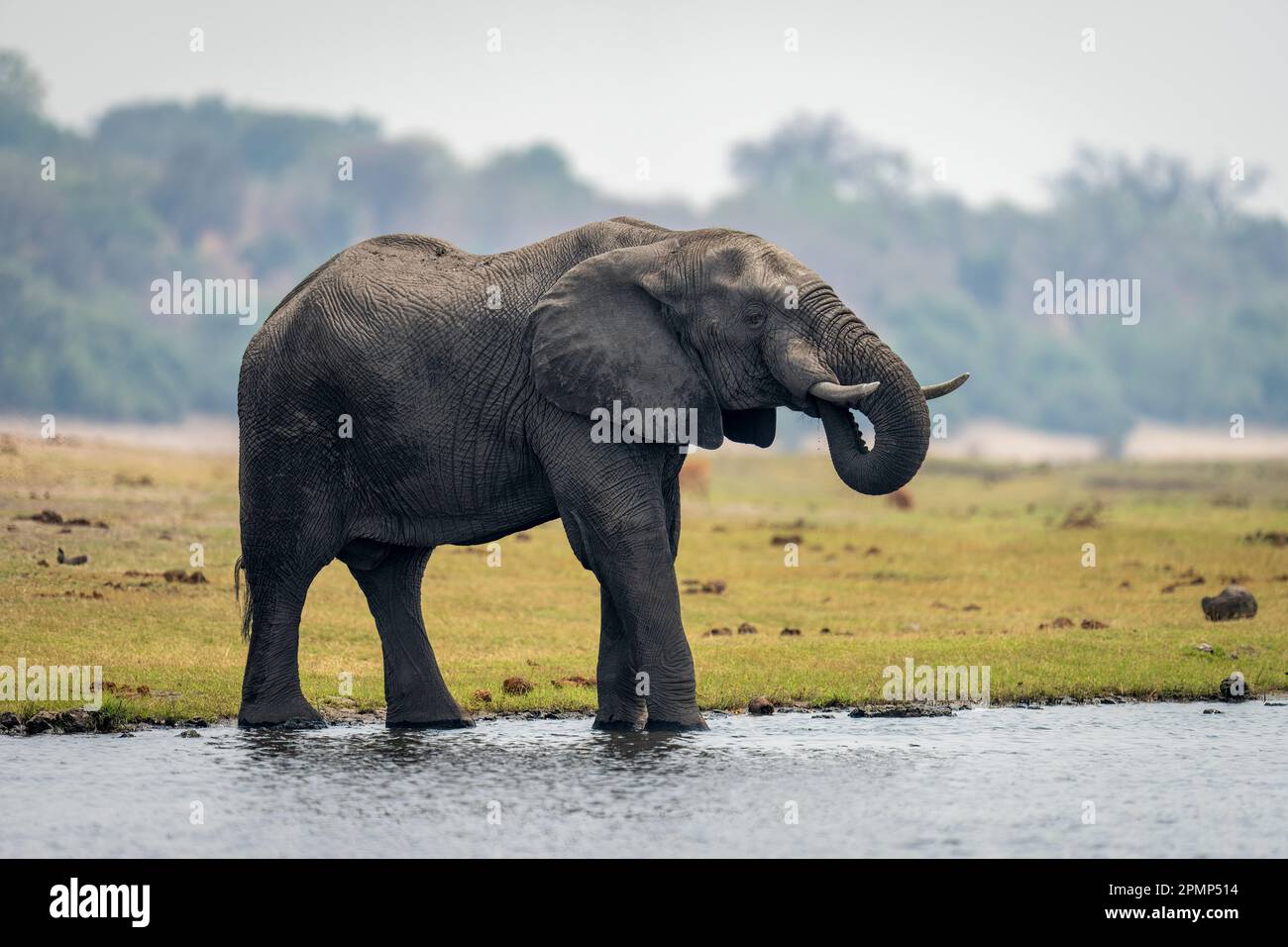 Afrikanischer Buschelefant (Loxodonta africana) trinkt Wasser vom Flussufer im Chobe National Park; Chobe, Botswana Stockfoto