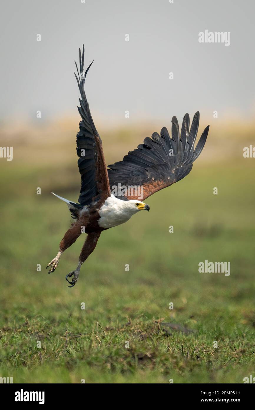 Der afrikanische Fischadler (Haliaeetus vocifer) überquert die Auen und hebt Flügel im Chobe-Nationalpark; Chobe, Botswana Stockfoto