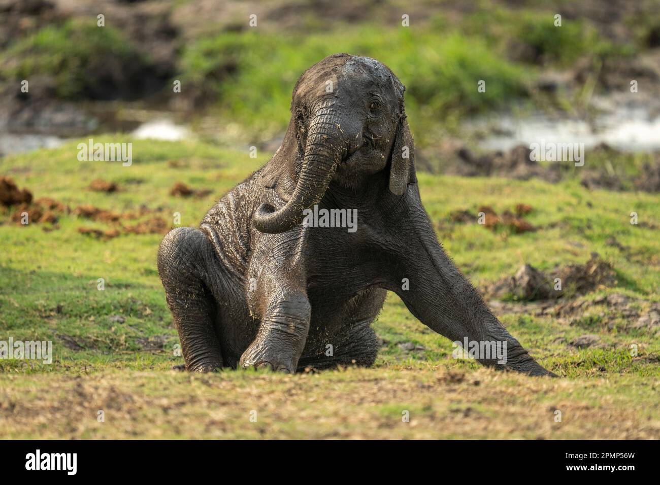 Baby African Buschelefant (Loxodonta africana) sitzt am grasbewachsenen Flussufer im Chobe National Park; Chobe, Botswana Stockfoto