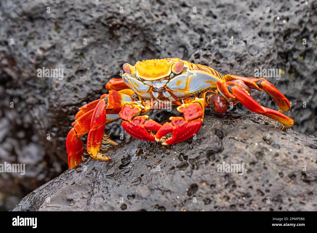 Sally Lightfoot Crab auf den Felsen der Insel Santa Cruz Galapagos Ecuador Stockfoto