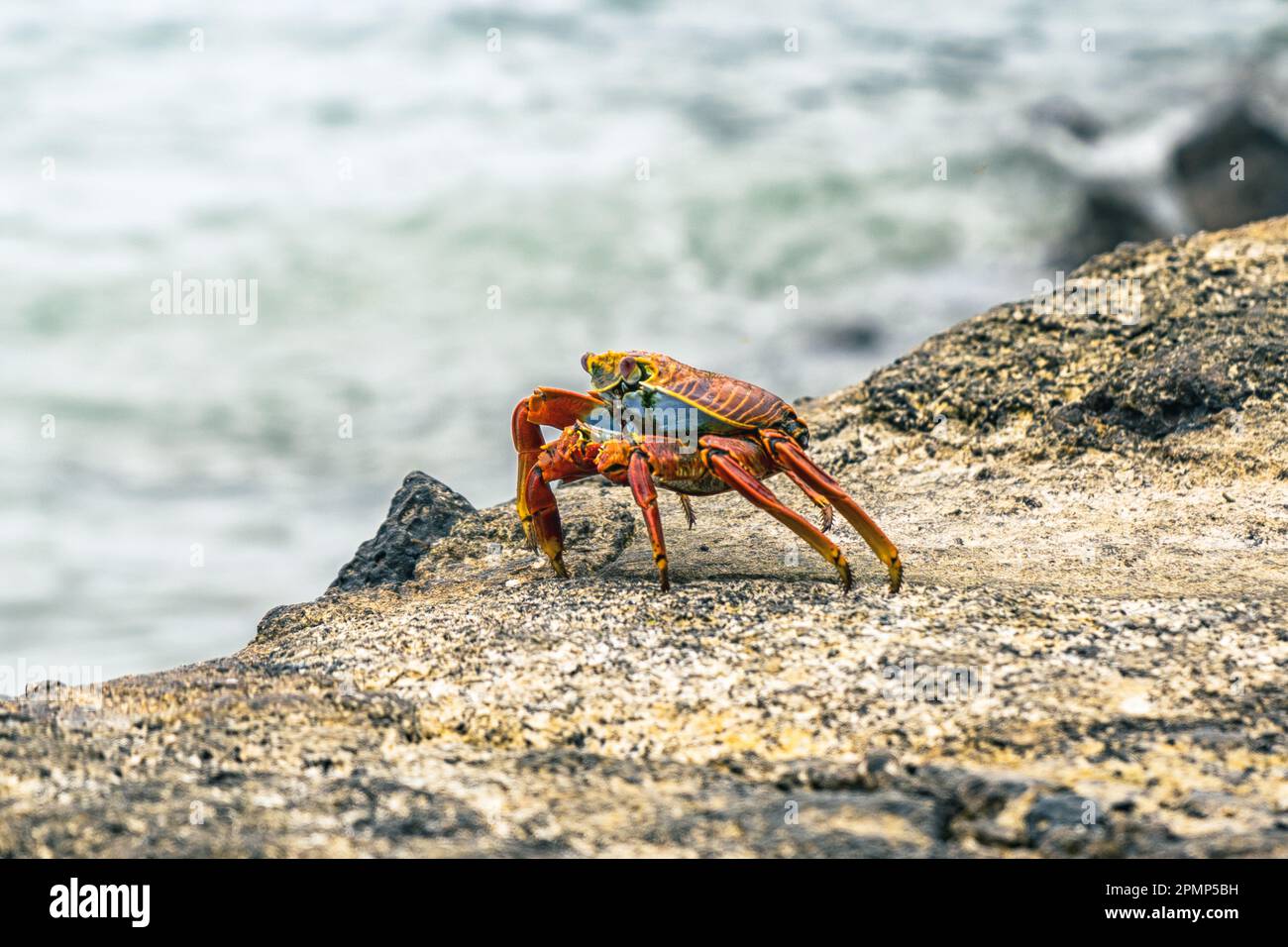 Sally Lightfoot Crab auf den Felsen der Insel Santa Cruz Galapagos Ecuador Stockfoto