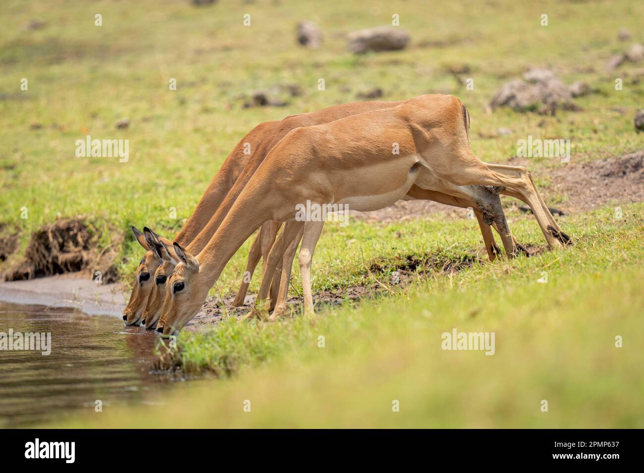 Drei weibliche Gemeine Impala (Aepyceros melampus) trinken aus dem Fluss im Chobe Nationalpark; Chobe, Botswana Stockfoto