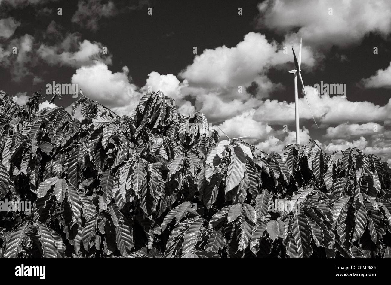 Eine riesige Windturbine erhebt sich hinter Kaffeebäumen in der Provinz Gia Lai im zentralen Hochland Vietnams. Stockfoto