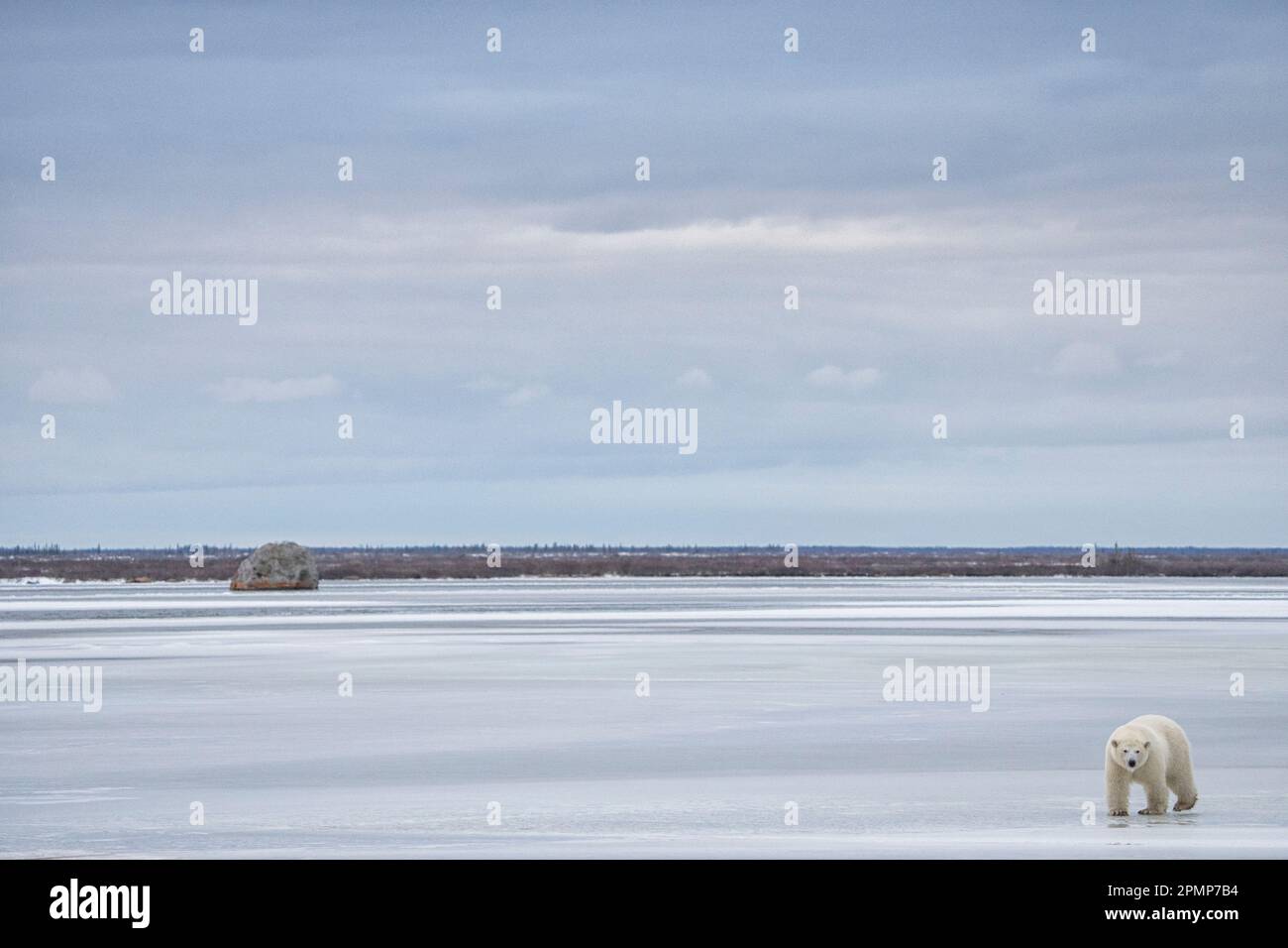 Eisbär (Ursus maritimus) auf einem gefrorenen See; Churchill, Manitoba, Kanada Stockfoto