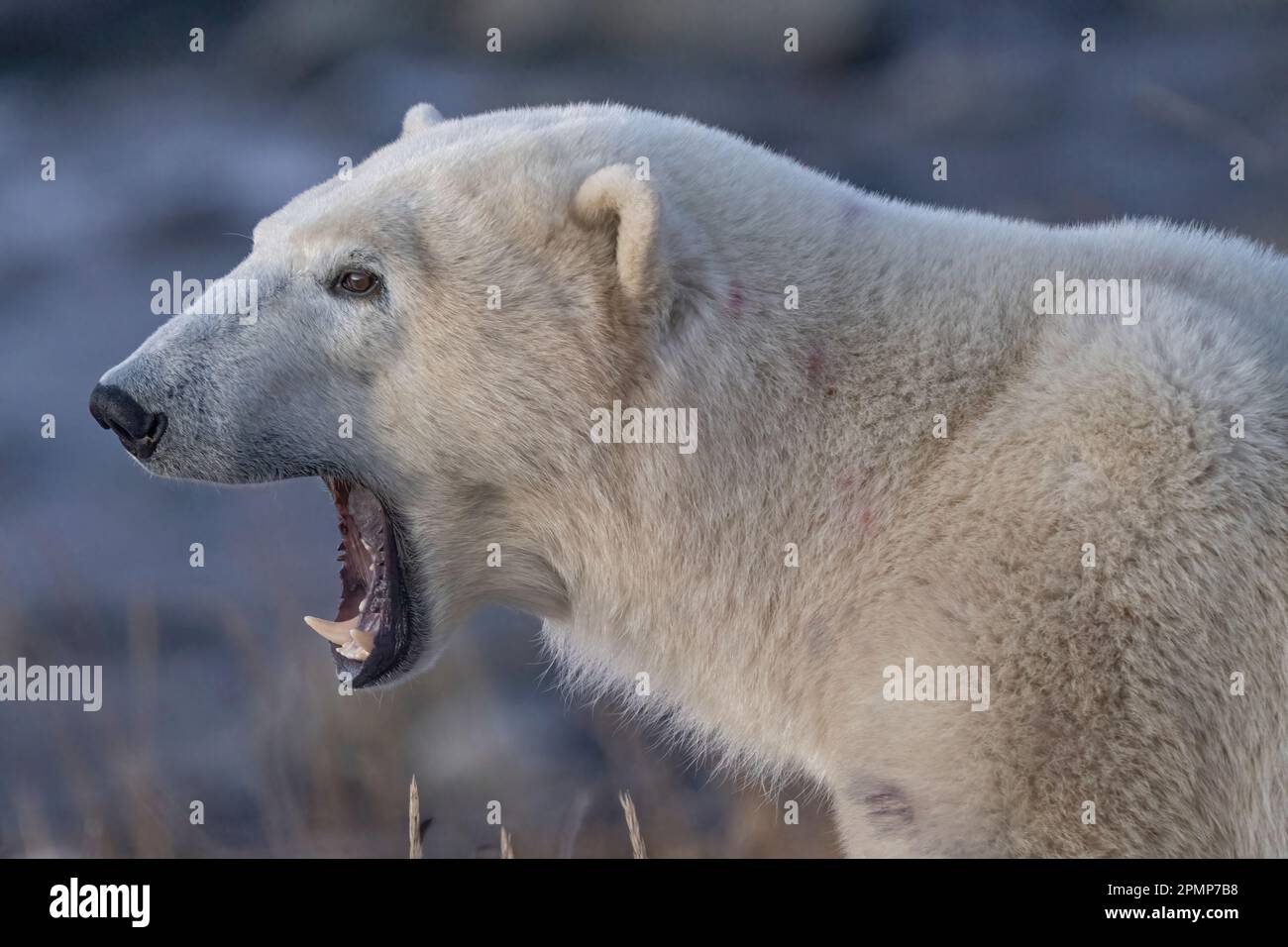 Nahaufnahme eines gähnenden Eisbären (Ursus maritimus); Churchill, Manitoba, Kanada Stockfoto