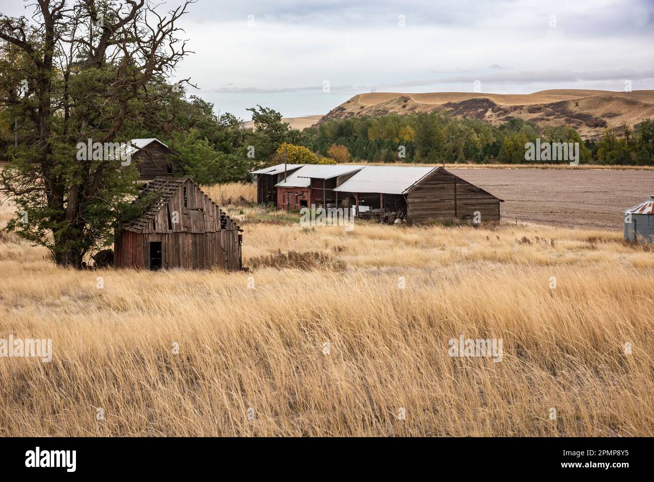 Verlassene Scheune und Nebengebäude im Osten von Washington, USA; Prescott, Washington, Vereinigte Staaten von Amerika Stockfoto