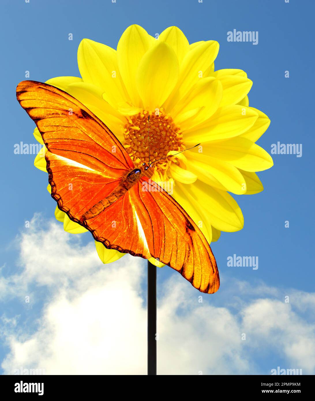 Dryas iulia (oft falsch buchstabiert julia), gemeinhin als Julia-Schmetterling, Julia Heliconian, Flamme oder Flambeau auf einer Dahlienblume bezeichnet Stockfoto