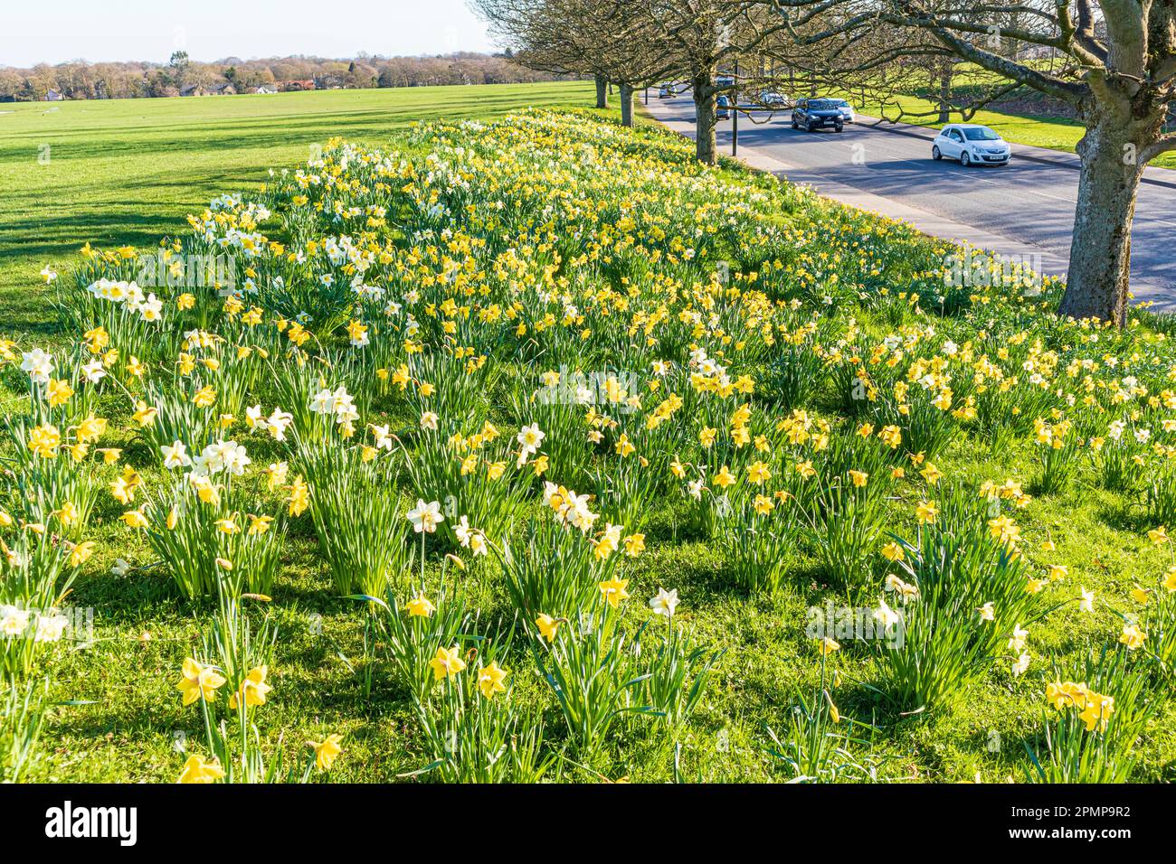 Narzissen im Frühling an einer Straße in Roundhay, Leeds, Yorkshire, England, Großbritannien Stockfoto