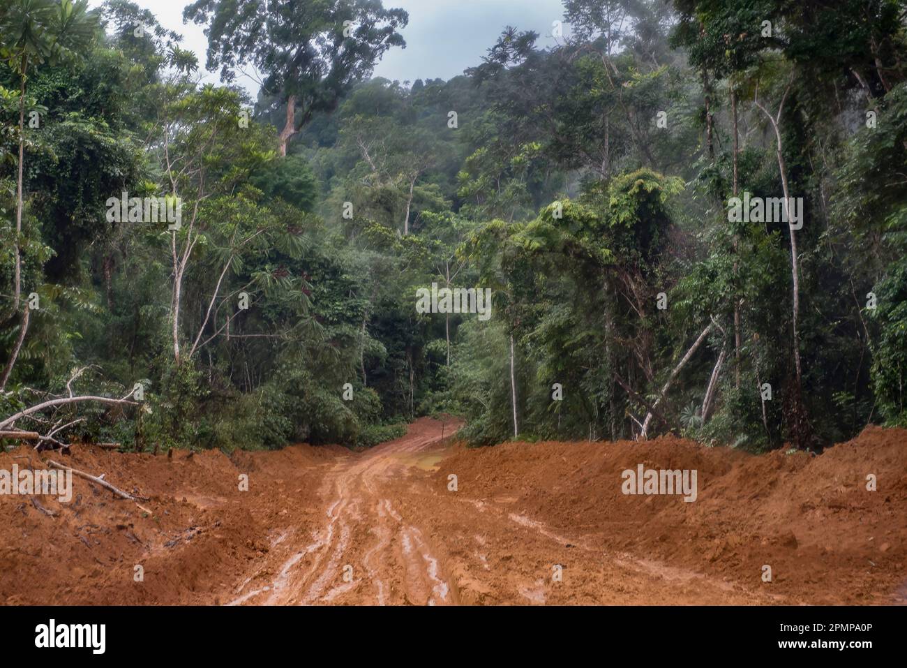 Stark bewaldetes Gebiet in der Region Nkollo in Kamerun. Die unbefahrenen und unbefestigten Straßen haben große Wasserbecken, die oft Transportmittel... Stockfoto