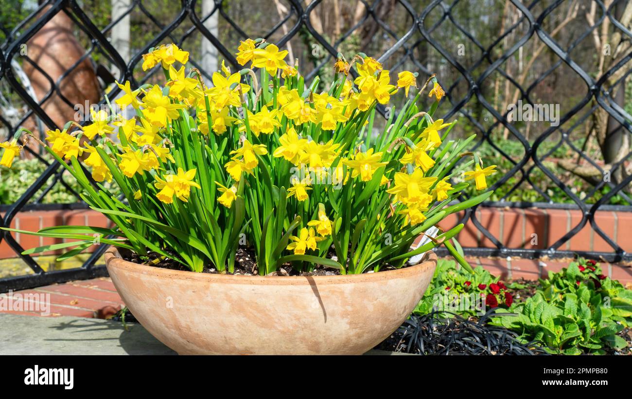Narzissen Im Topf Verblüht Was Tun Narzissenzwiebeln in einem topf -Fotos und -Bildmaterial in hoher