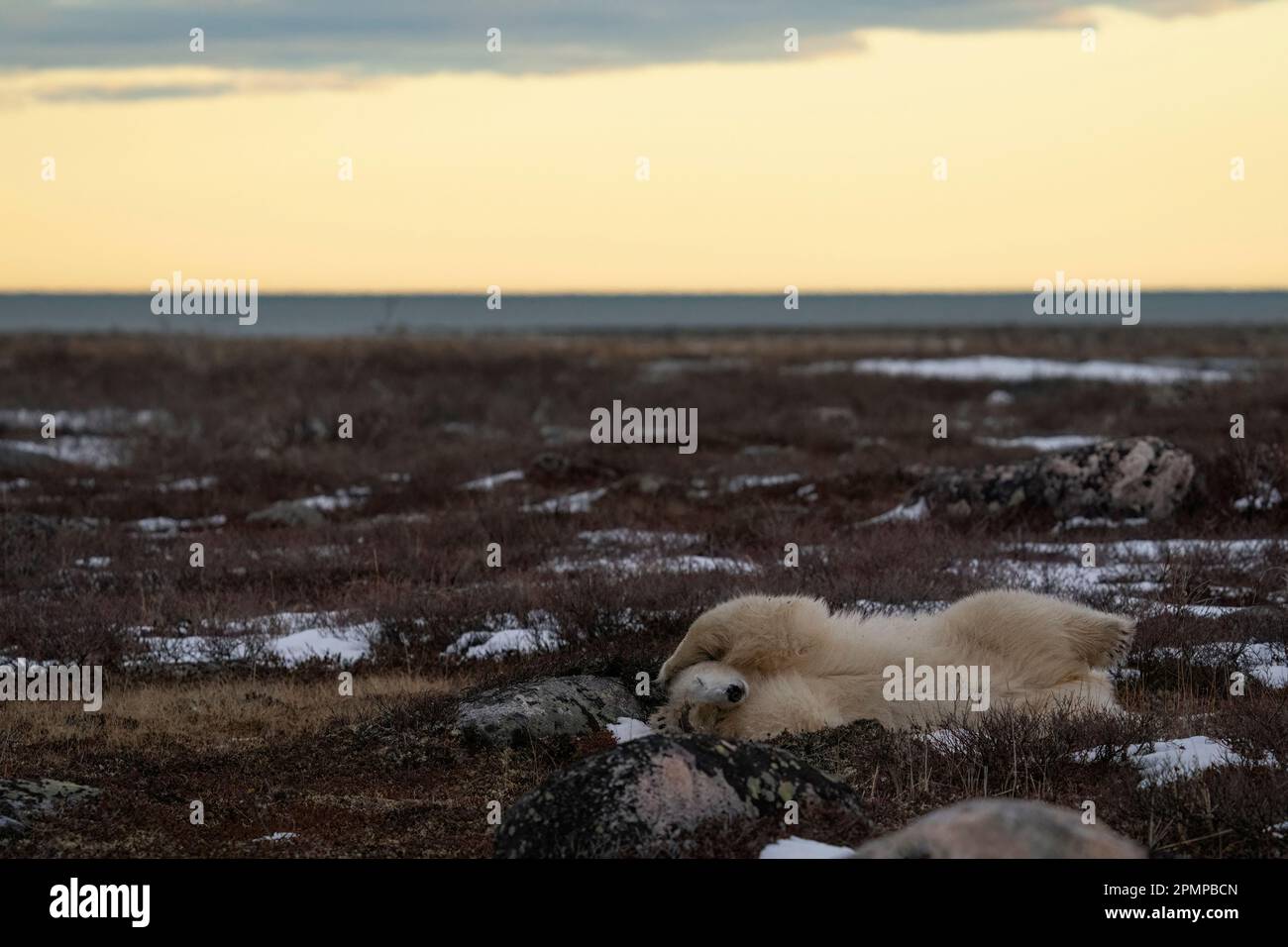 Eisbär (Ursus maritimus) bei Sonnenuntergang auf der Tundra; Churchill, Manitoba, Kanada Stockfoto