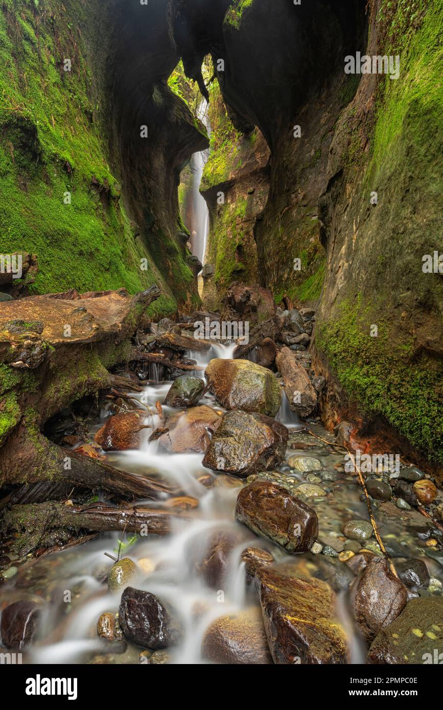 Versteckter Wasserfall, der über moosige Felsklippen am Sombrio Beach, Vancouver Island, BC, Kanada fließt; Port Renfrew, British Columbia, Kanada Stockfoto