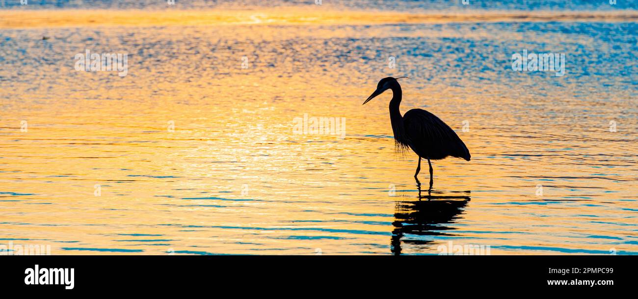 Egret (Ardeidae) in Silhouette im flachen Meereswasser bei Sonnenuntergang im Morro Bay State Park; Morro Bay, Kalifornien, Vereinigte Staaten von Amerika Stockfoto