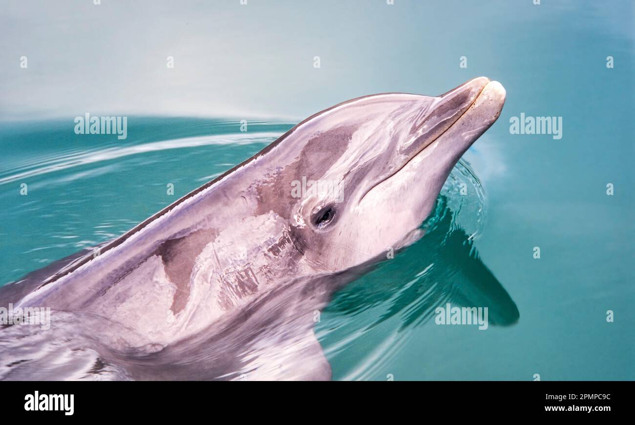 Porträt eines Großen Delfins (Tursiops truncatus); Honolulu, Ohau, Hawaii, Vereinigte Staaten von Amerika Stockfoto