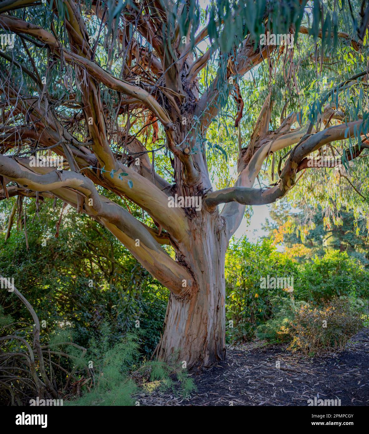 Wunderschöne Kletterbäume in einem Park; Victoria, British Columbia, Kanada Stockfoto