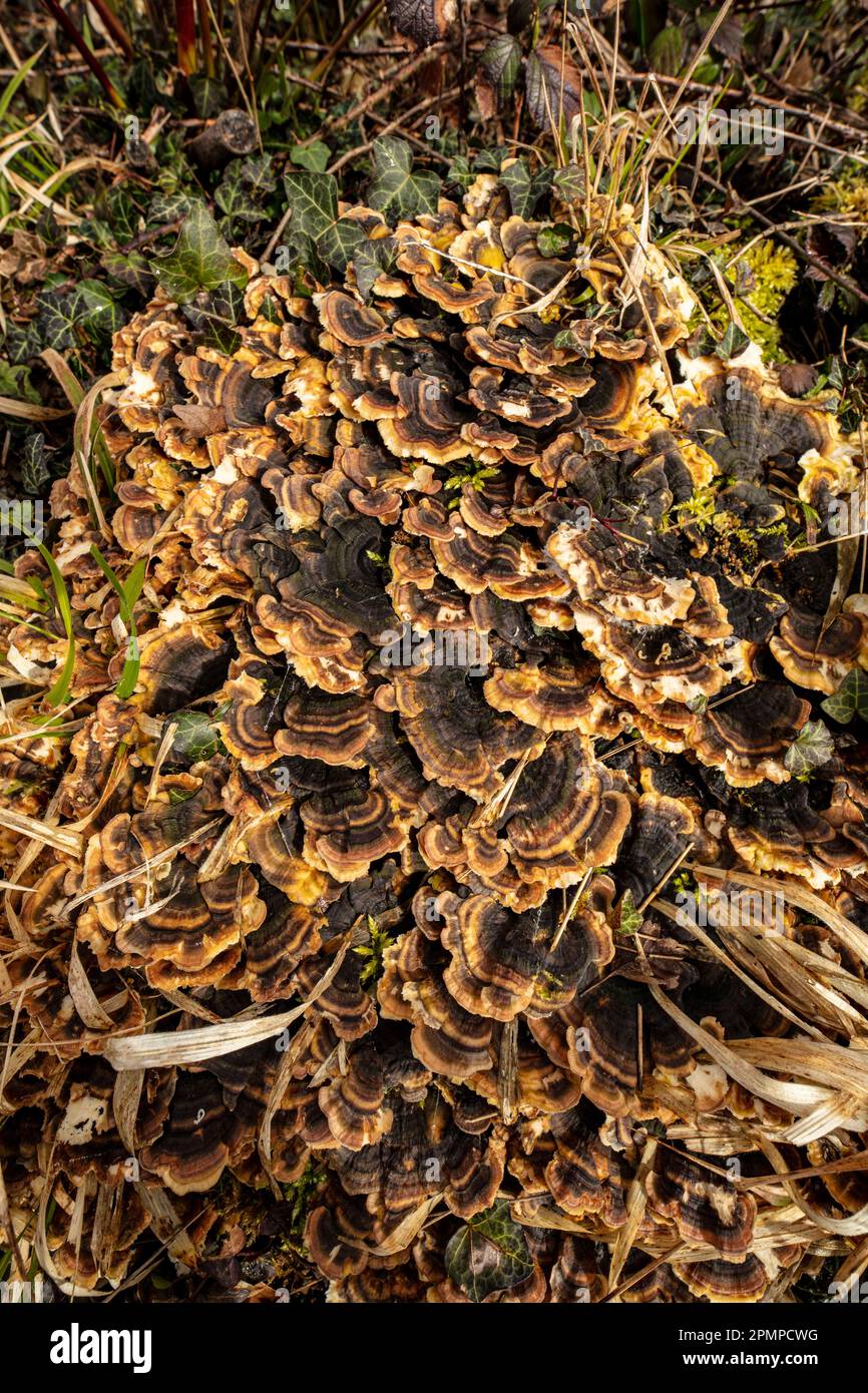 Natürliches Makrobild von Masseschimmelpilzen, das Muster und Texturen in der Umgebung zeigt. Das Chaos der Natur. Stockfoto