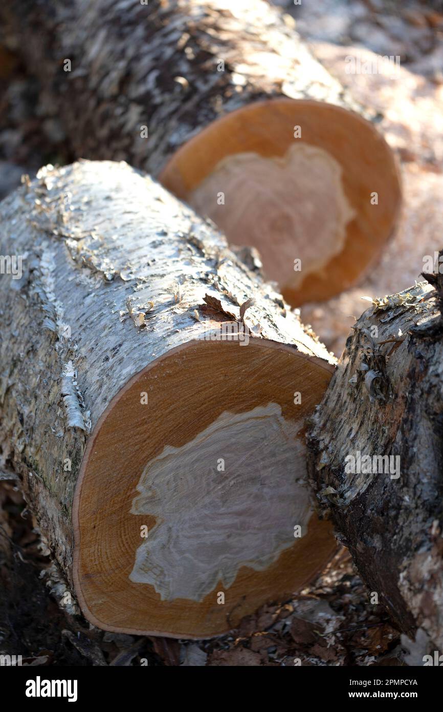 Horizontale Querschnitte, die durch den Stamm eines Baumes geschnitten werden und Wachstumsringe, auch als Baumringe oder Jahresringe bezeichnet, offenlegen Stockfoto