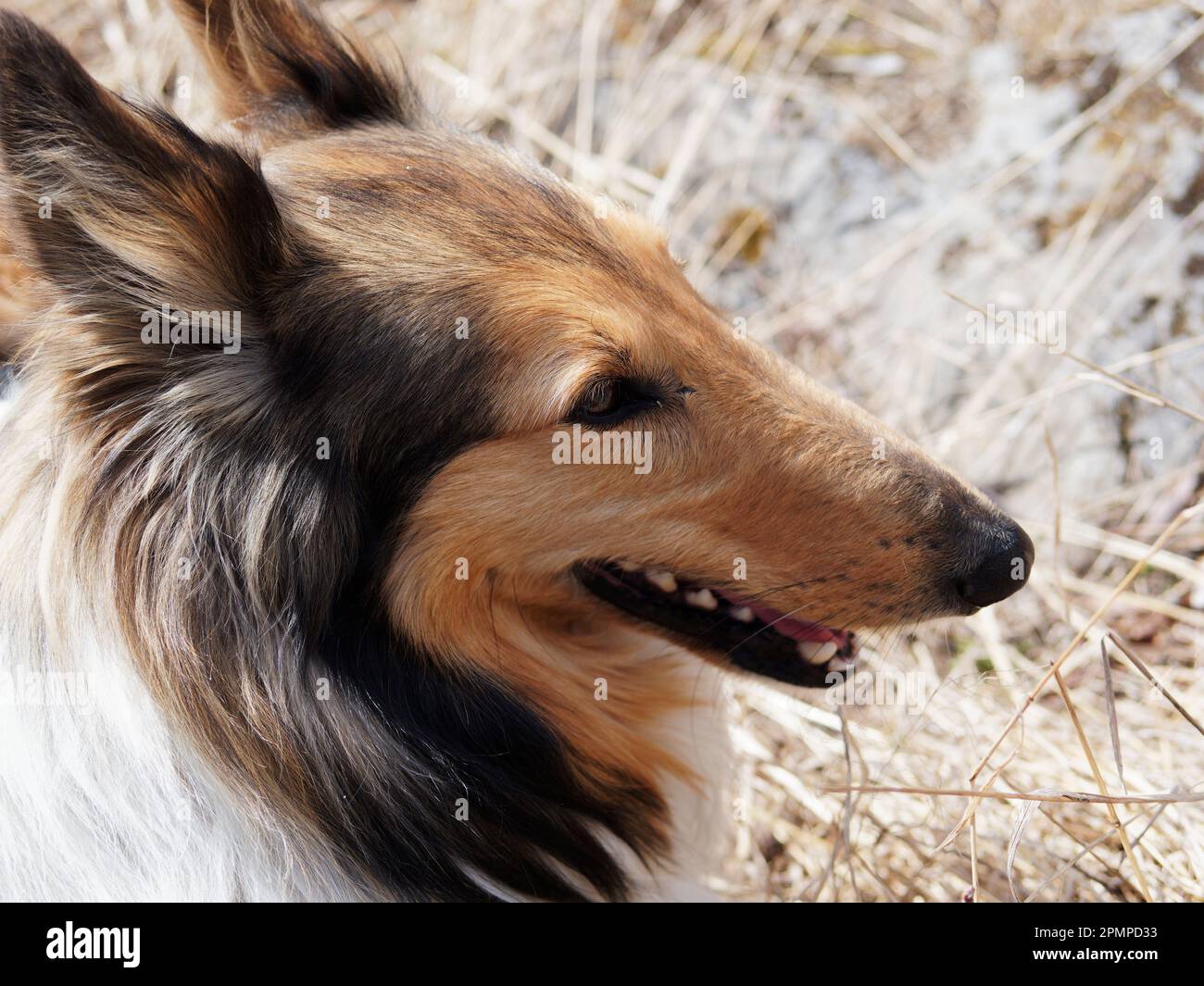 Shetland Schäferhund und entzückender Langohr-Hund mit schönen Augen Stockfoto