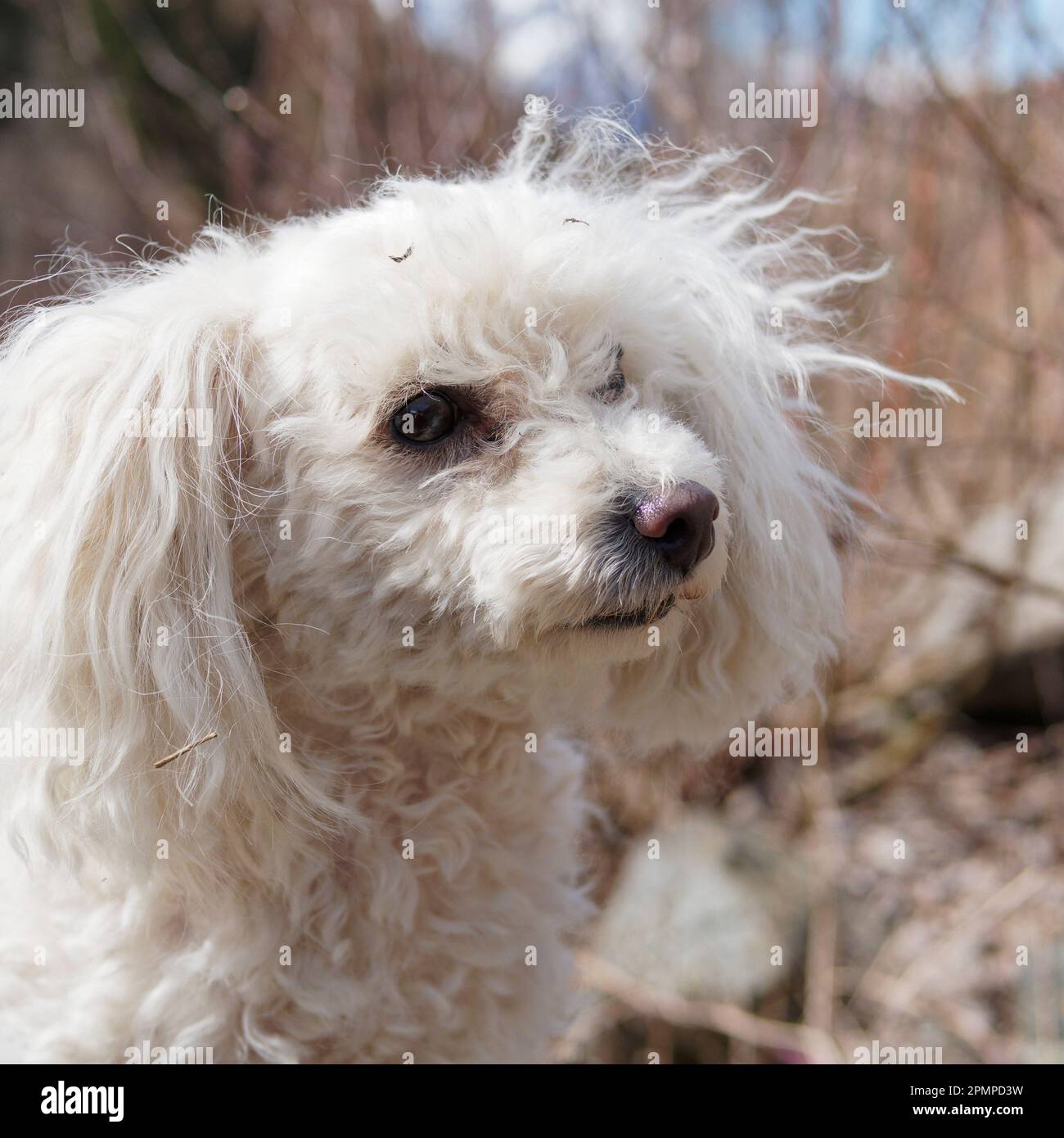 Süßer, flauschiger Pudelhund Stockfoto