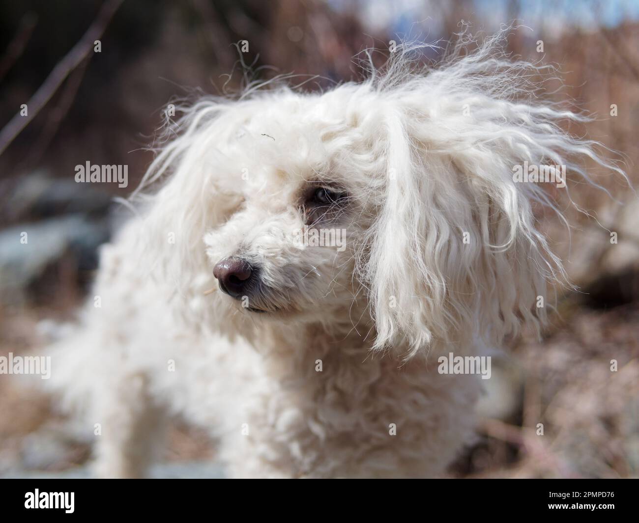 Süßer, flauschiger Pudelhund Stockfoto